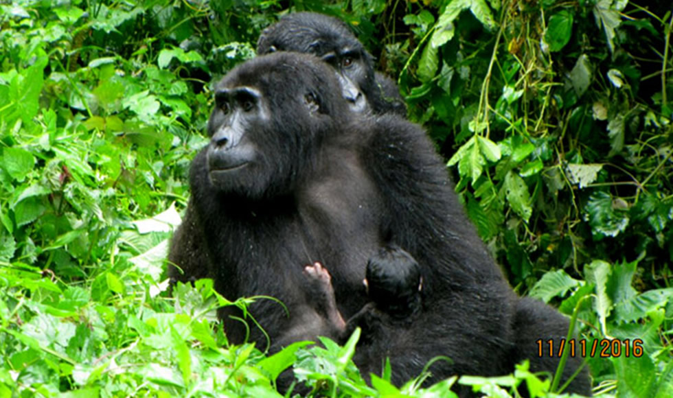 Businza and Baby Gorilla
