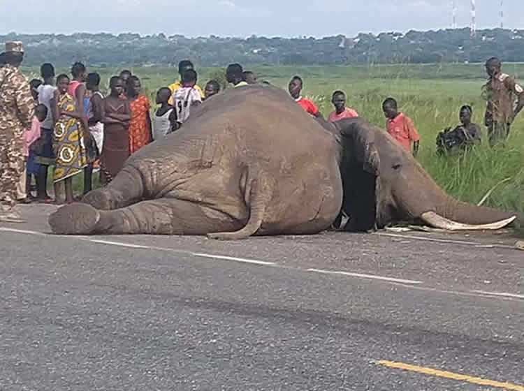 Gaaga Bus Kills Elephant