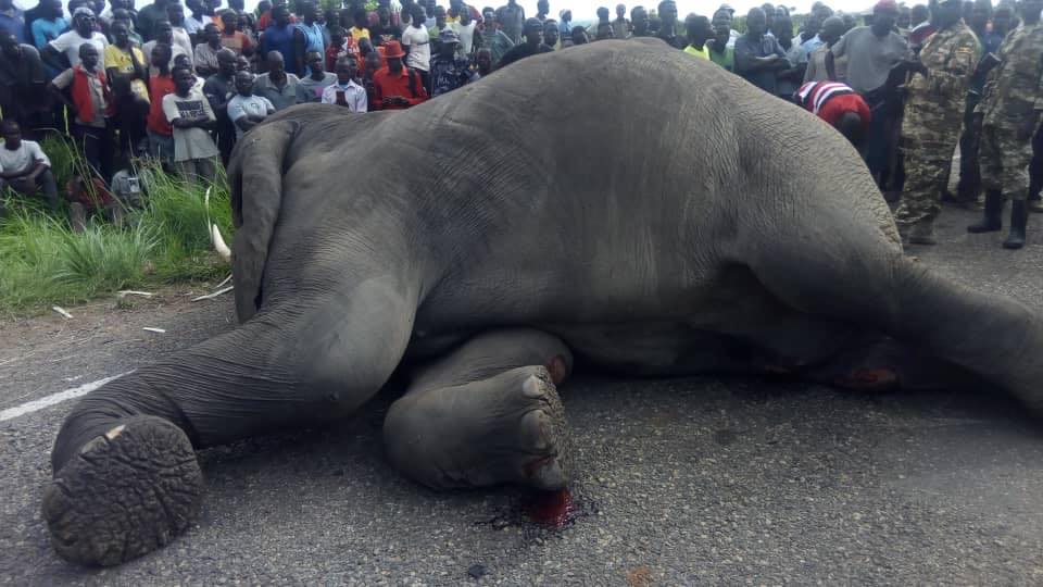 Gaaga Bus Knocks Elephant Dead