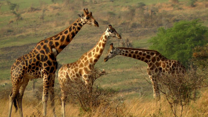 Murchison Falls Giraffe