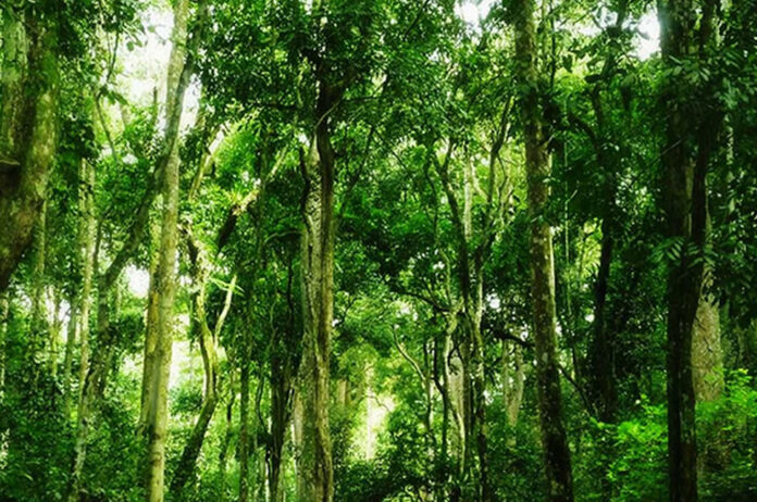 Uganda Forest Cover