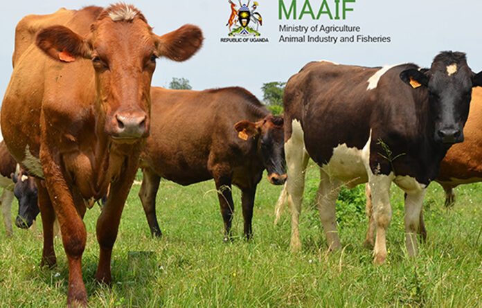 Uganda Livestock Sector