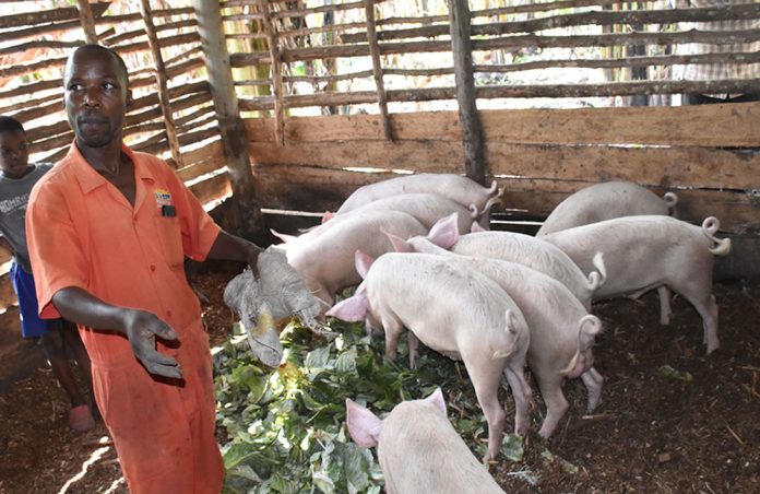 Piggery Farming in Uganda