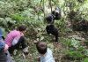 Maisie Williams Visits Gorillas in Uganda: A Journey into the Heart of the Wild